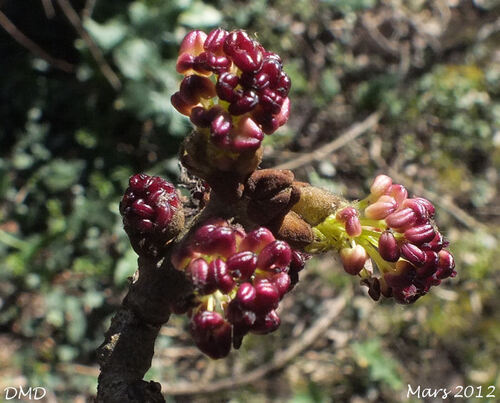 Fraxinus excelsior  -  frêne élevé