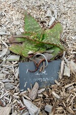 aloe saponaria - ( aloe maculata ou aloe zébrée)