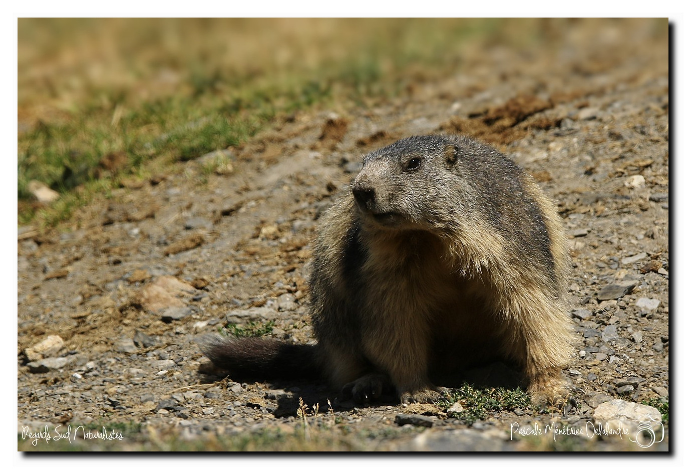 Marmotte - Marmota marmota