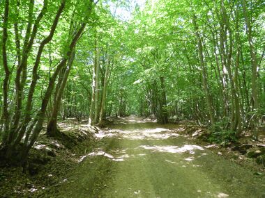 Le circuit du Bois des Vignes