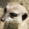 suricate 2.jpg