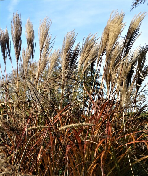 Scènes d'un jardin de novembre