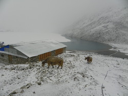 Deux yaks en surplomb le lac Dudh Pokhari