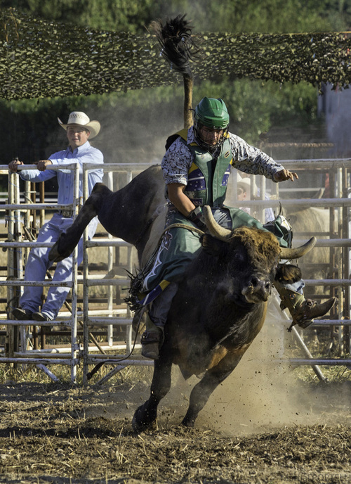 BULL RIDING