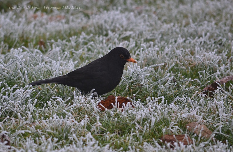 Rambouillet : Merle noir en hiver 