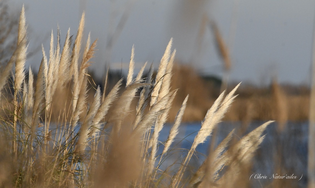 Roseaux en Camargue