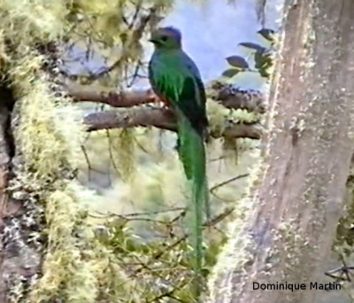 Le Quetzal, un oiseau sacré