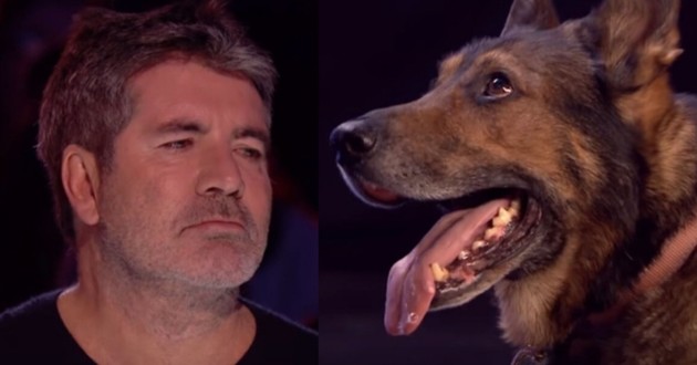 Simon Cowell en larmes après avoir vu un chien jouer sur Britain's Got Talent