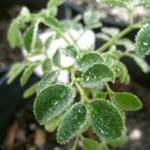 feuilles moringa oleifera