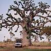 Sous un Baobab au Sénégal