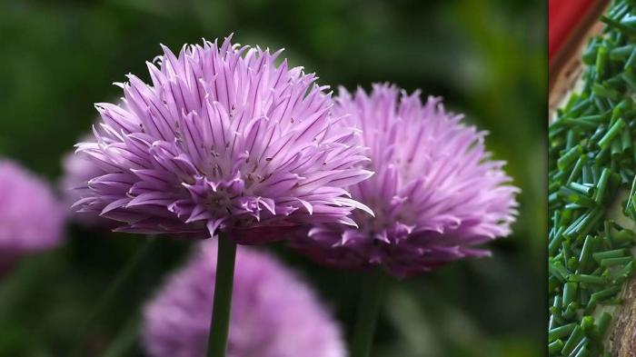 Les délicieuses herbes aromatiques et leurs vertus