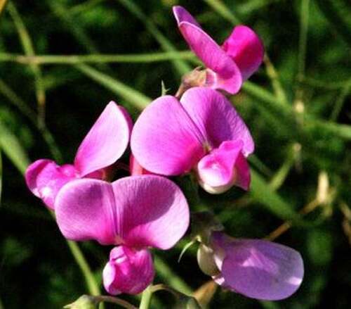 Fleurs sauvages : Gesses des marais