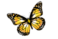 *** Lady Butterfly ***