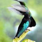 Rencontre avec un colibri madère - Photo : Yvon