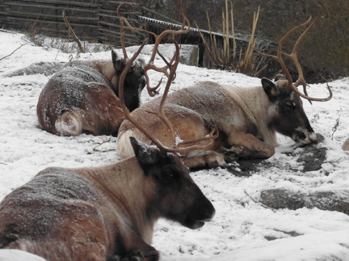 Julen på Skansen - Noël à Skansen