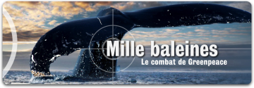 ~ Mille Baleines; Le Combat De Greenpeace ~