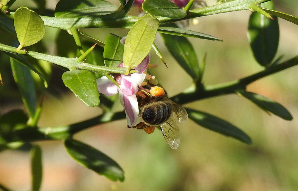20 mai, journée mondiale des abeilles...