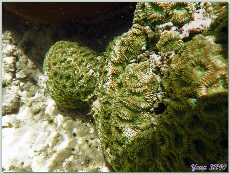 Madréporaire lobophylle ou corail à rose (Lobophyllia corymbosa) - Anse de Port Launay - Mahé - Seychelles