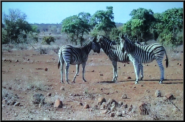 François et Marie-Geneviève Poillotte ont  présenté une superbe conférence sur le "parc national  Kruger"