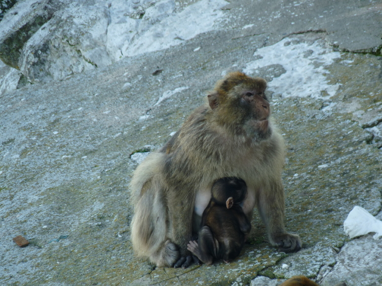 Les macaques sur le rocher