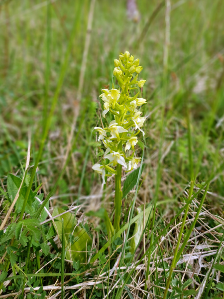 Les orchidées de la Pierre Frite