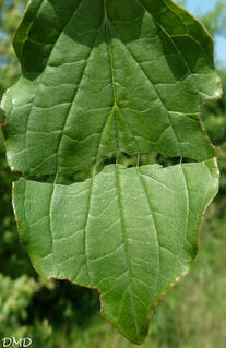 Cornus sanguinea  -  cornus sanguin