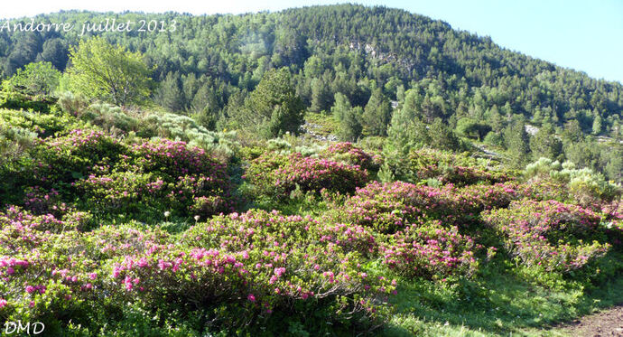 Rhododendron ferrugineum  -  rhododendron ferrugineux