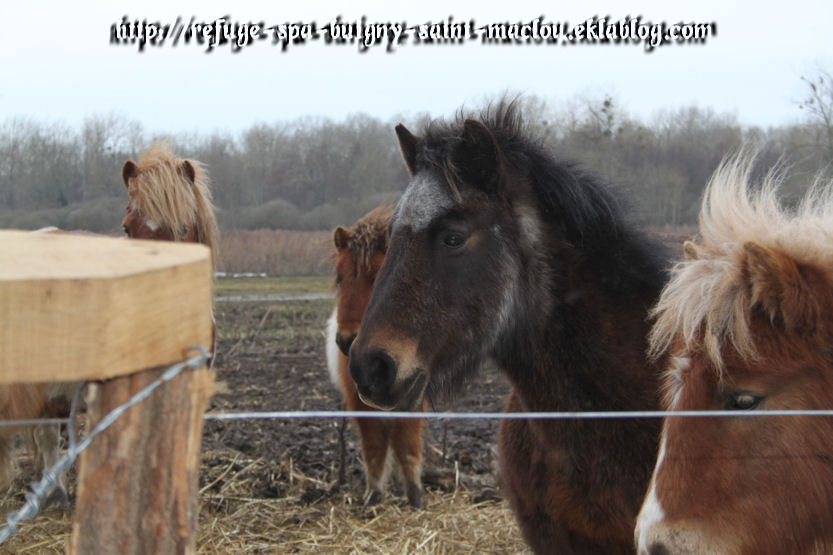 Photos poneys d'Epagne Epagnette page 1 - du 16/03/13