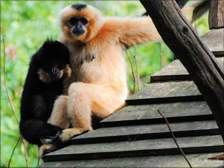 Gibbons à favoris roux (Zoo de Doué la Fontaine)