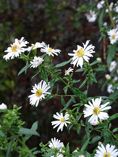 Le top 5 des floraisons blanches 