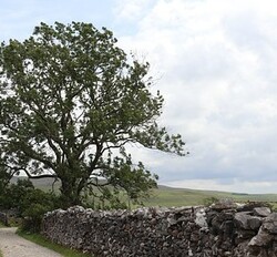 Au bord du chemin