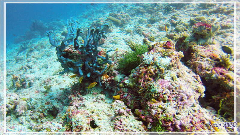 Spongiaire éponge-corde érigée bleue - Moofushi Kandu - Atoll d'Ari - Maldives