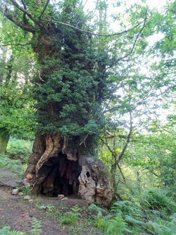 Châtaignier séculaire