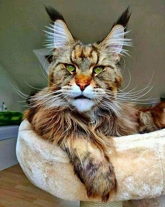 Le chat ...