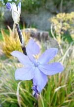 orthrosanthus multiflorus