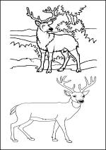 coloriage des animaux de la forêt