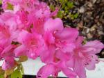Identification par les fleurs !