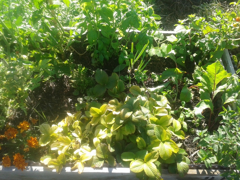 Bilan 8 mois de micro-potager