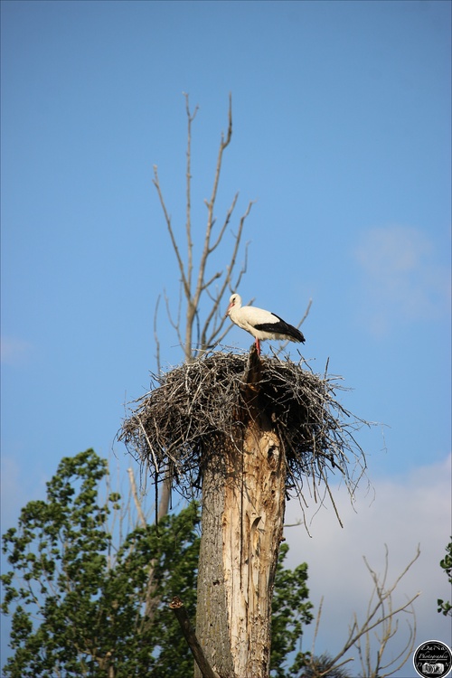 Cigogne dans les Ardennes