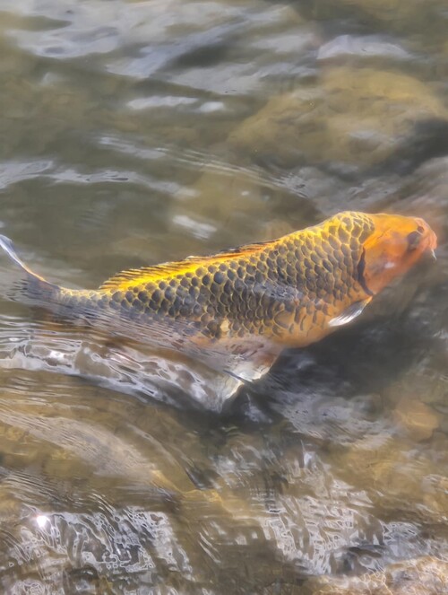 Ganga Talao (Grand Bassin), île Maurice 2024