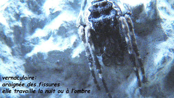 Entomologie/Arachnologie