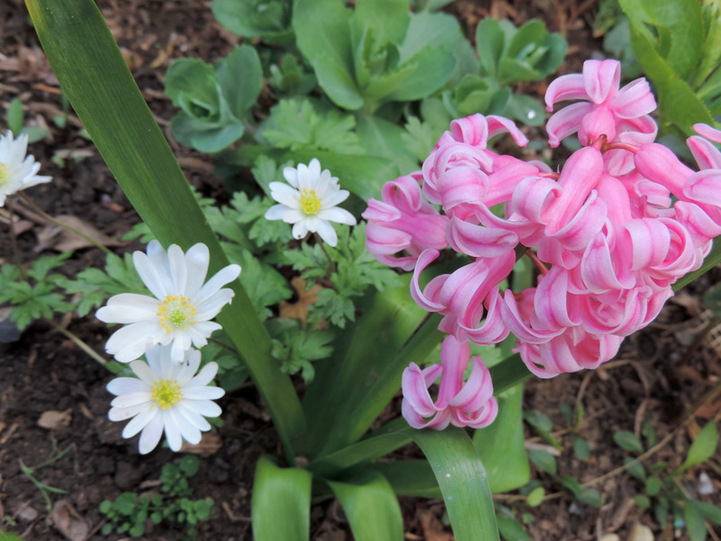 Abécédaire de mon jardin en ville...