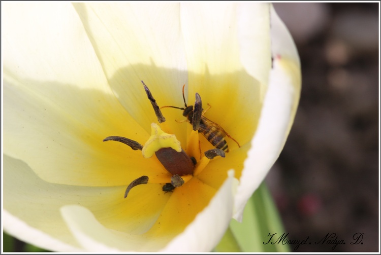 Tulipe blanche