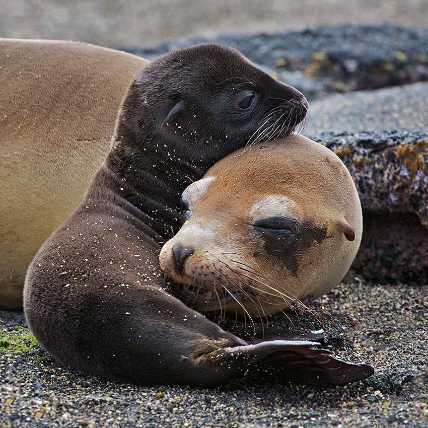 C  P  ANIMAUX  divers  17