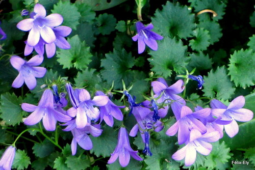 Les campanules bleues