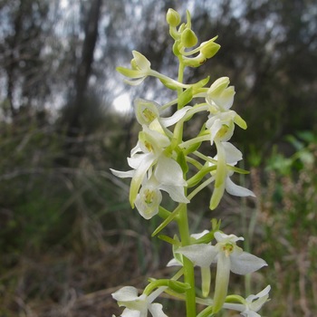 Orchis à deux feuilles