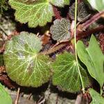 Saxifraga sarmentosa