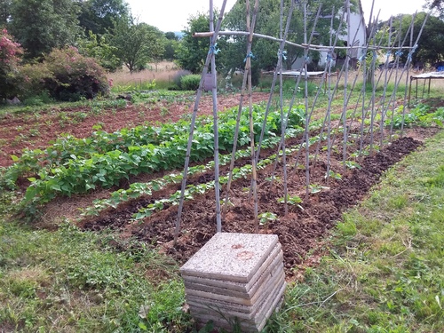 Visite au potager, un mois plus tard