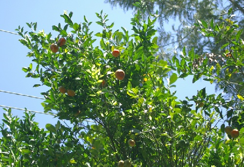 beauté nature