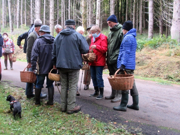 Les mycologues Châtillonnais ont sillonné le Morvan a la recherche d'espèces différentes de champignons...et leur quête a été fructueuse !